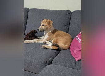 Süße Loulou(5 Mon,40 cm, 8 kg) sucht liebevolles Zuhause