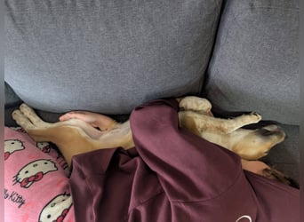 Süße Loulou(5 Mon,40 cm, 8 kg) sucht liebevolles Zuhause