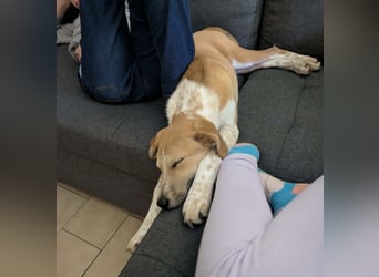 Süße Loulou(5 Mon,40 cm, 8 kg) sucht liebevolles Zuhause