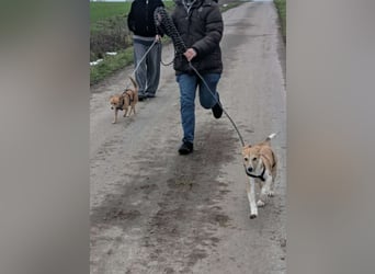 Süße Loulou(5 Mon,40 cm, 8 kg) sucht liebevolles Zuhause