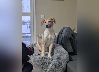 Süße Loulou(5 Mon,40 cm, 8 kg) sucht liebevolles Zuhause