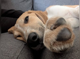 Süße Loulou(5 Mon,40 cm, 8 kg) sucht liebevolles Zuhause