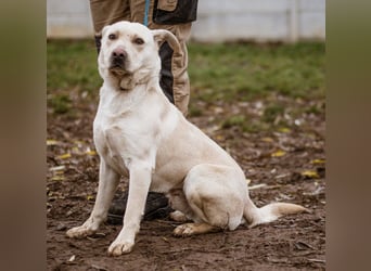 Erik, ein charismatischer Charakterkopf, der auf andere Hunde prima verzichten kann