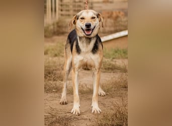 Fitos, der Gute-Laune-Bär wünscht sich eine aktive Familie