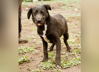 Venom, kleiner Stöpsel sucht liebe Familie