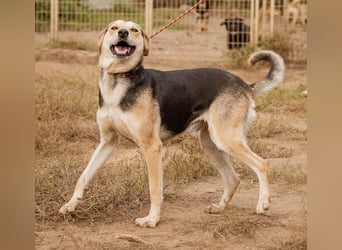 Fitos, der Gute-Laune-Bär wünscht sich eine aktive Familie