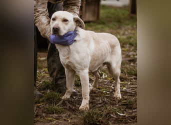 Erik, ein charismatischer Charakterkopf, der auf andere Hunde prima verzichten kann