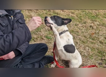 Havana, sucht einfühlsame Menschen mit Humor