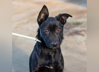 Aurora, ist noch sehr jung und möchte viel Hundekumpels kennen lernen