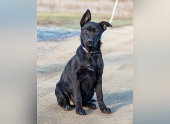 Aurora, ist noch sehr jung und möchte viel Hundekumpels kennen lernen