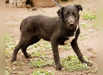 Venom, kleiner Stöpsel sucht liebe Familie