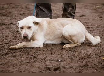 Erik, ein charismatischer Charakterkopf, der auf andere Hunde prima verzichten kann