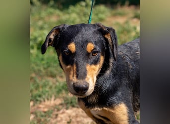 Balu, sucht ein tolles Zuhause mit viel Aktivität