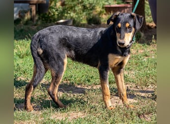 Balu, sucht ein tolles Zuhause mit viel Aktivität