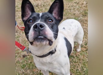 Havana, sucht einfühlsame Menschen mit Humor