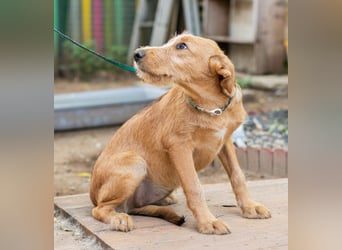 Miimi- Kleines Hundemädchen möchte die Welt entdecken