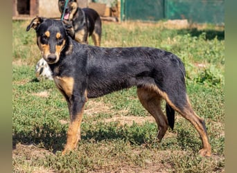 Balu, sucht ein tolles Zuhause mit viel Aktivität