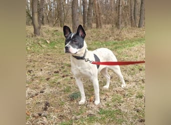 Havana, sucht einfühlsame Menschen mit Humor