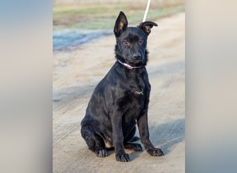 Aurora, ist noch sehr jung und möchte viel Hundekumpels kennen lernen