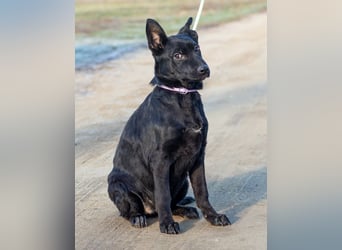 Aurora, ist noch sehr jung und möchte viel Hundekumpels kennen lernen