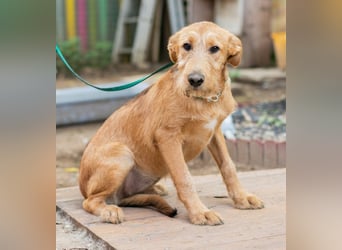 Miimi- Kleines Hundemädchen möchte die Welt entdecken