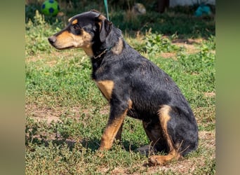 Balu, sucht ein tolles Zuhause mit viel Aktivität