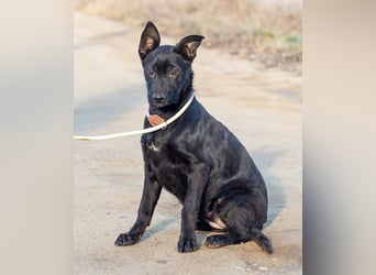 Aurora, ist noch sehr jung und möchte viel Hundekumpels kennen lernen