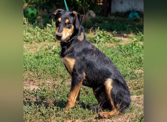 Balu, sucht ein tolles Zuhause mit viel Aktivität