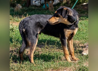 Balu, sucht ein tolles Zuhause mit viel Aktivität