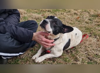 Havana, sucht einfühlsame Menschen mit Humor