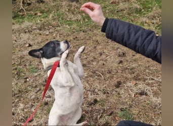 Havana, sucht einfühlsame Menschen mit Humor