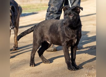 Filip, junger Möchtegern spielt für sein Leben gern