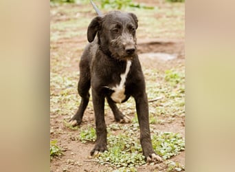 Venom, kleiner Stöpsel sucht liebe Familie