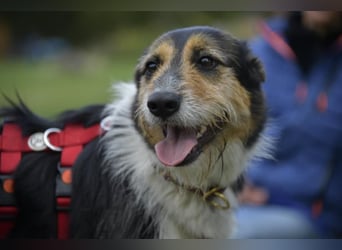 Frieda, ein Flumi auf vier Pfoten