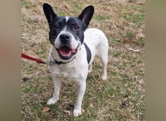 Havana, sucht einfühlsame Menschen mit Humor