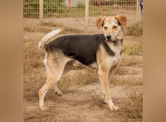 Fitos, der Gute-Laune-Bär wünscht sich eine aktive Familie