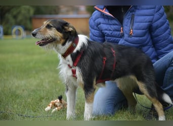 Frieda, ein Flumi auf vier Pfoten
