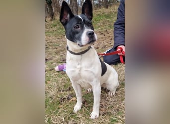 Havana, sucht einfühlsame Menschen mit Humor