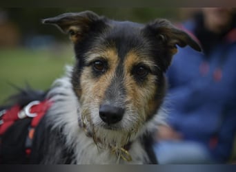 Frieda, ein Flumi auf vier Pfoten