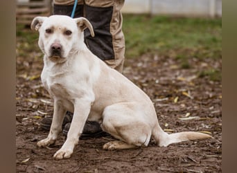 Erik, ein charismatischer Charakterkopf, der auf andere Hunde prima verzichten kann