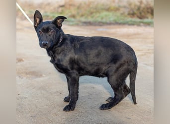 Aurora, ist noch sehr jung und möchte viel Hundekumpels kennen lernen