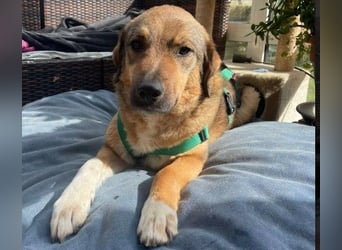 ALENA - sanfte, liebenswerte Hündin sucht ihre Familie