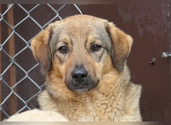 ALENA - sanfte, liebenswerte Hündin sucht ihre Familie