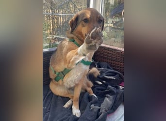 ALENA - sanfte, liebenswerte Hündin sucht ihre Familie