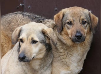 ALENA - sanfte, liebenswerte Hündin sucht ihre Familie