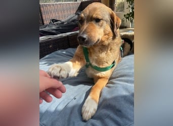 ALENA - sanfte, liebenswerte Hündin sucht ihre Familie