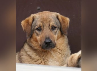 ALENA - sanfte, liebenswerte Hündin sucht ihre Familie