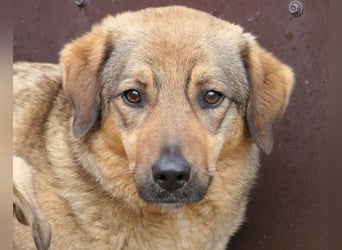 ALENA - sanfte, liebenswerte Hündin sucht ihre Familie