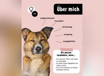 Traumhund Leni sucht dringend neues Zuhause!