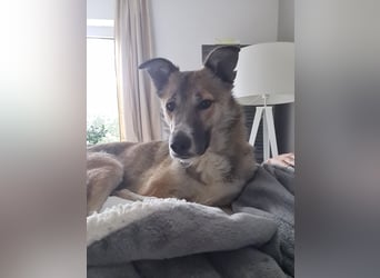 Traumhund Leni sucht dringend neues Zuhause!